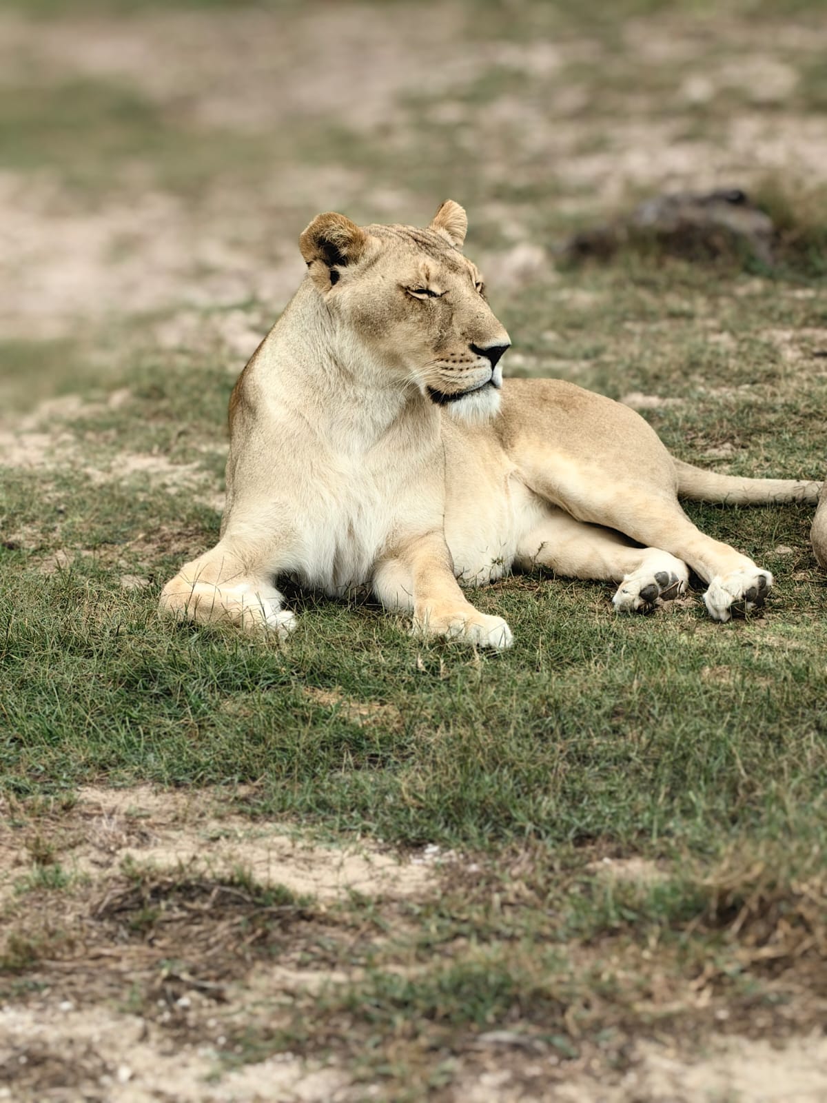 Cape Safari Majestic Lion
