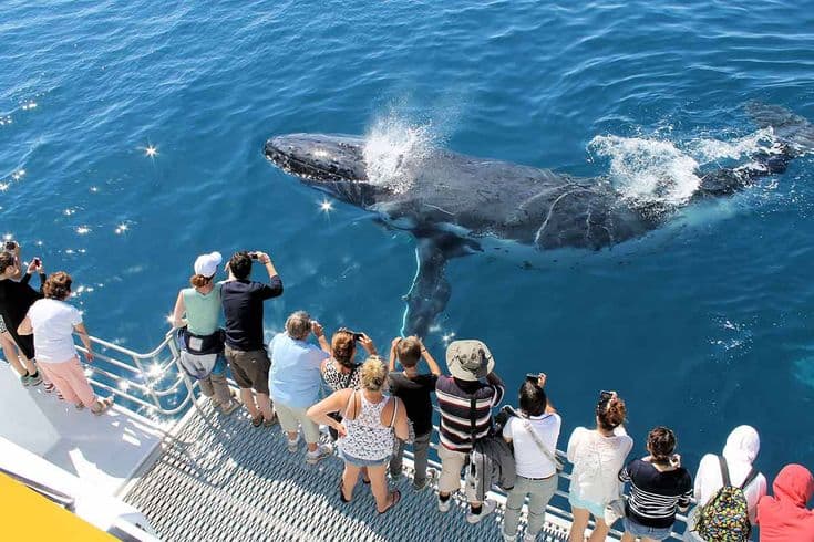 Whale Watching